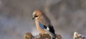 Eichelhäher, Eichelhaeher, Garrulus glandarius, Winter