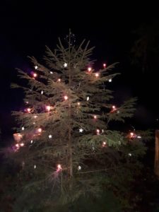 Fichte, Weihnachtsbaum, Waldweihnacht