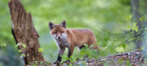 Fuchswelpe, Fuchs, Junger Fuchs, Meister Reineke, Rotfuchs, Vulpes vulpes