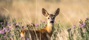 Reh, Rehgeiss, Disteln, Capreolus capreolus