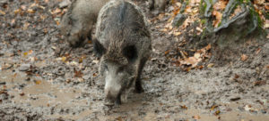 Wildschwein, Wildsau, Suhle, Nahrungssuche, Sus scrofa